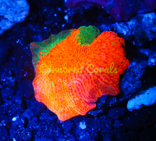 Cornbred's Candy Crush Mushroom - WYSIWYG