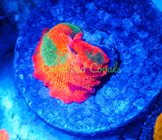 Cornbred's Candy Crush Mushroom - WYSIWYG