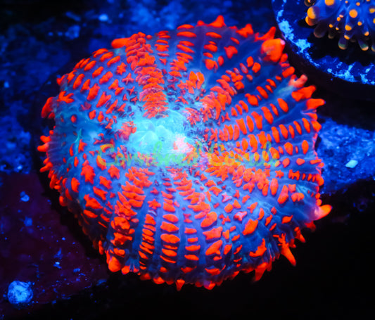 Cornbred Presents Jason Fox's Raunchy Red Bounce Mushroom - WYSIWYG