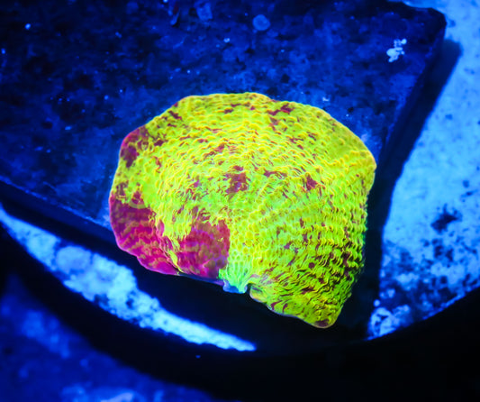 Cornbred's Rainbow Eclectus Mushroom - WYSIWYG