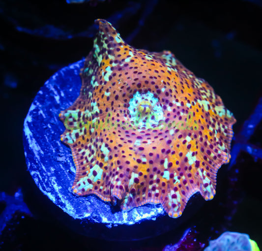 Cornbred's Leopard Discosoma Mushroom - WYSIWYG