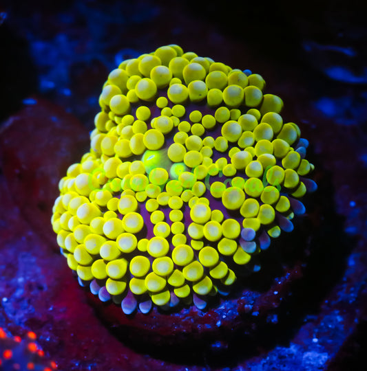 Cornbred's Electric Yellow Ricordea Mushroom - WYSIWYG