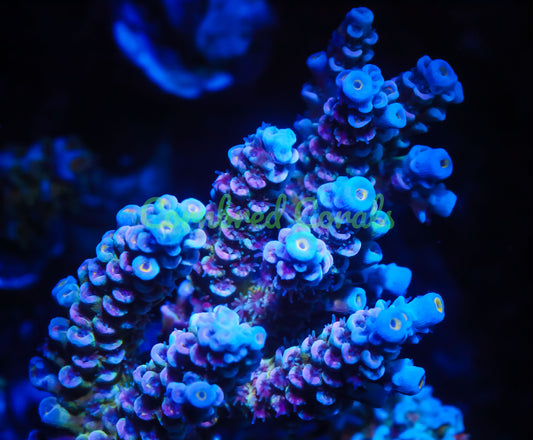 Cornbred's Unicorn Poop Acro