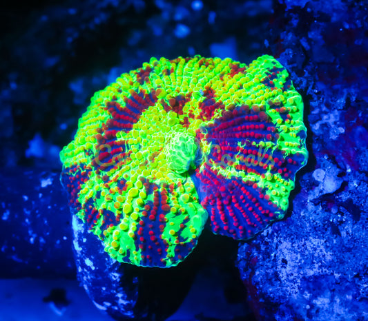 Cornbred's Ultimate Eclectus Mushroom - WYSIWYG
