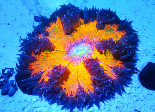 Cornbred's Orange Tie-Dye Rock Nem - WYSIWYG