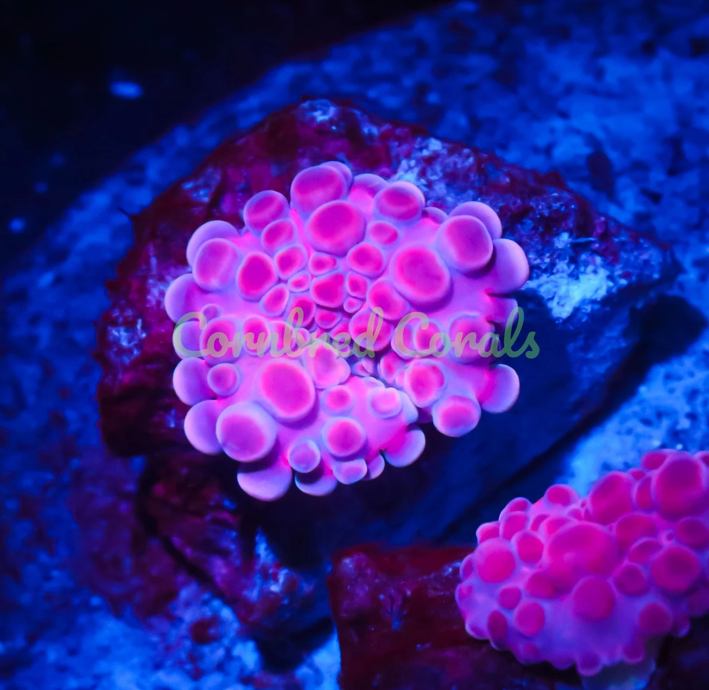 Cornbred's Pink Bubble Yum Yuma Mushroom - WYSIWYG