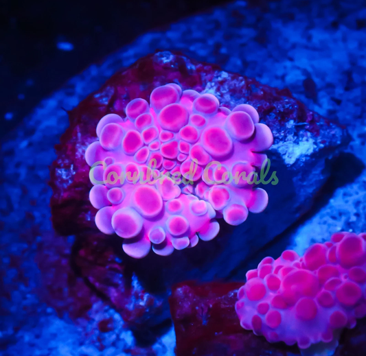 Cornbred's Pink Bubble Yum Yuma Mushroom - WYSIWYG