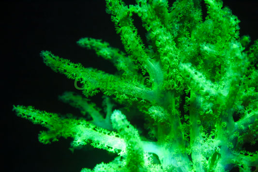 Cornbred's Toxic Sinularia