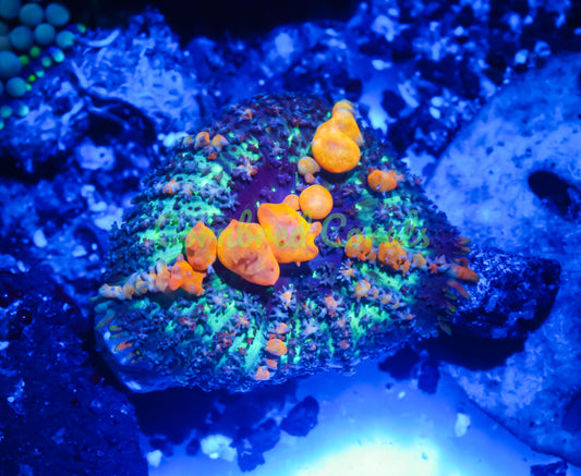 Cornbred's Sunkist Bounce Mushroom - WYSIWYG