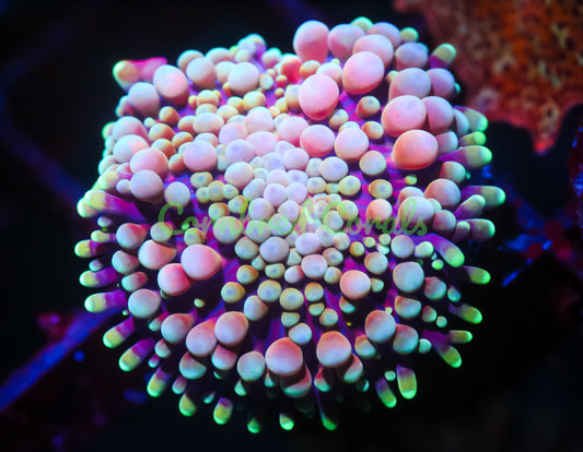 Cornbred's Summer Fruit Ricordea Mushroom - WYSIWYG