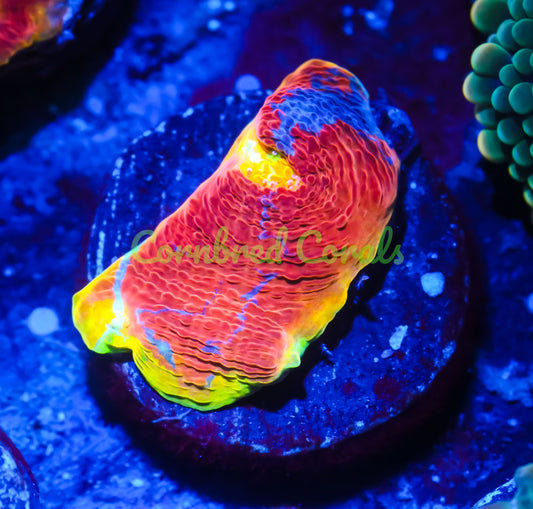 Cornbred's Rainbow Crush Chalice - WYSIWYG