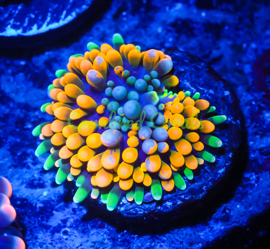 Cornbred's Orange Splash Ricordea Mushroom - WYSIWYG