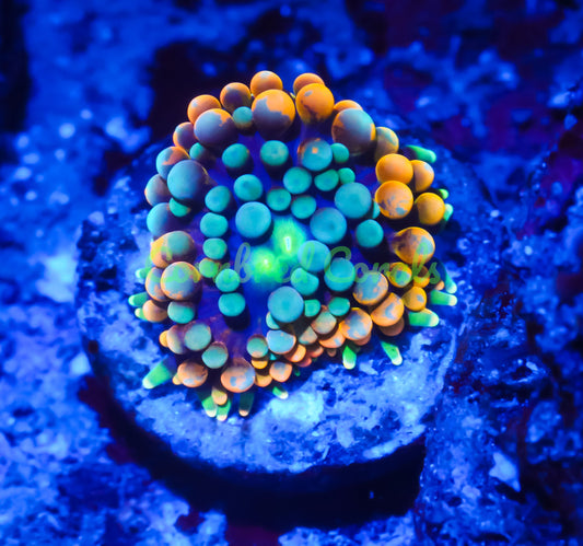 Cornbred's Orange Splash Ricordea Mushroom - WYSIWYG