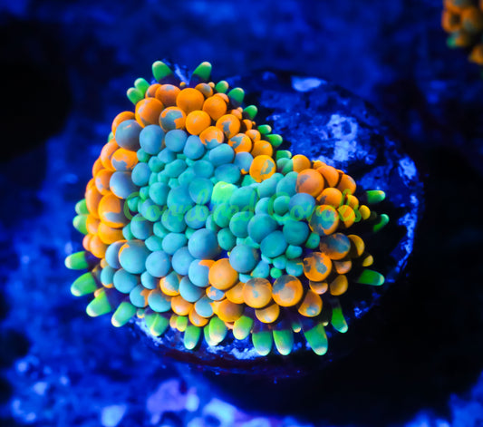 Cornbred's Orange Splash Ricordea Mushroom - WYSIWYG