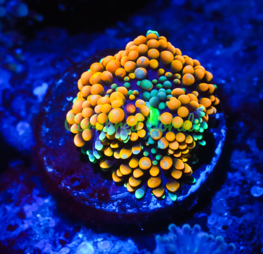 Cornbred's Fresh Squeeze Ricordea Mushroom - WYSIWYG