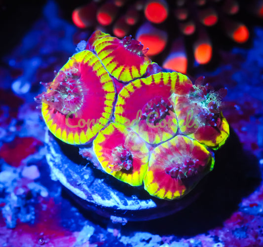 Cornbred's Golden Dragon Favia - WYSIWYG