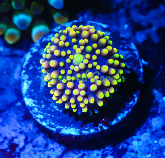 Cornbred's Mellow Yellow Ricordea Mushroom - WYSIWYG