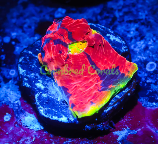 Cornbred Presents WWC's Jelly Bean Chalice - WYSIWYG