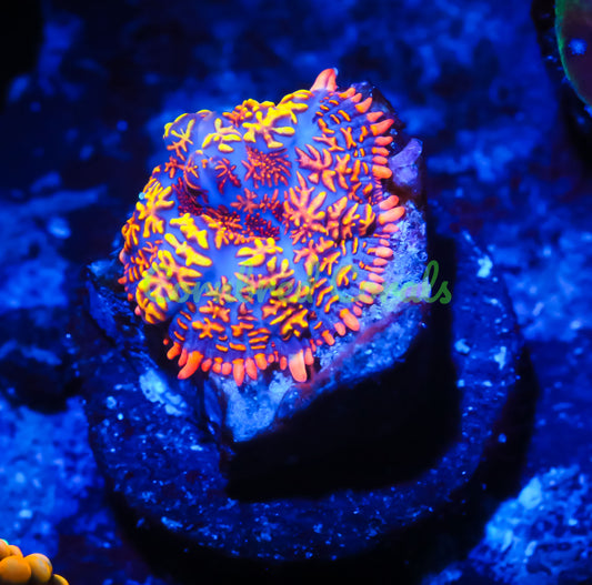 Cornbred's Paparazzi Mushroom - WYSIWYG
