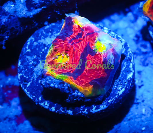 Cornbred Presents WWC's Jelly Bean Chalice - WYSIWYG
