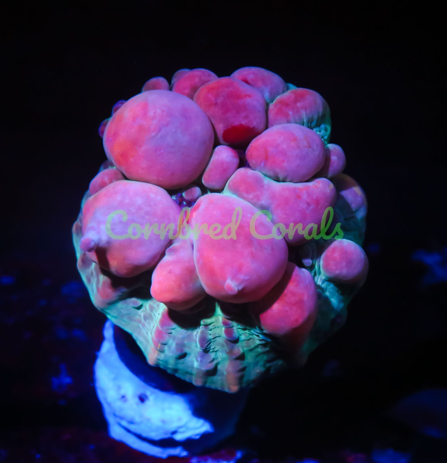 Cornbred Presents WWC's Cosmic Candy Bounce Chalice - WYSIWYG