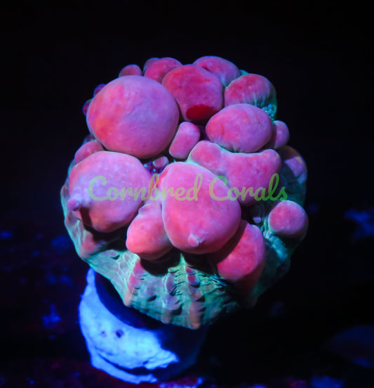 Cornbred Presents WWC's Cosmic Candy Bounce Chalice - WYSIWYG