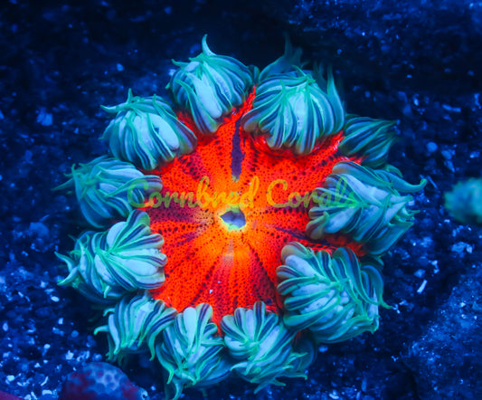 Cornbred's Inferno Tie-Dye Rock Nem - WYSIWYG