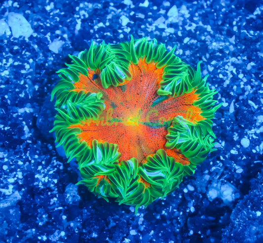 Cornbred's Citrus Tiger Rock Nem - WYSIWYG
