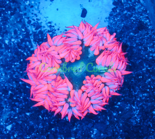Cornbred's Pink Bunny Rock Nem - WYSIWYG