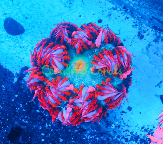 Cornbred's Rainbow Clown Rock Nem - WYSIWYG