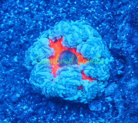 Cornbred's Bullet Hole Rock Nem - WYSIWYG