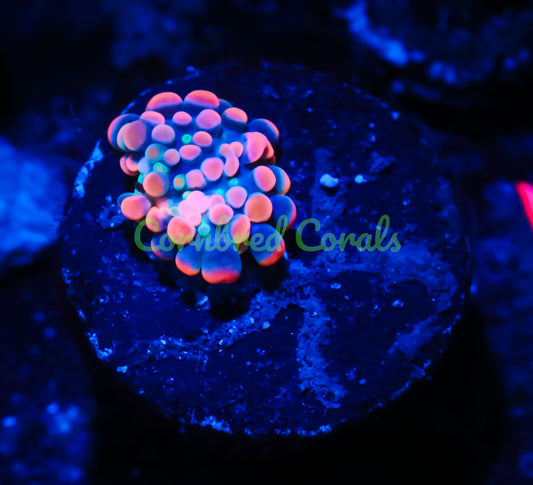 Cornbred's King Kong Bounce Yuma Mushroom - WYSIWYG
