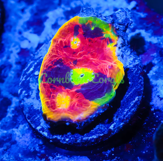 Cornbred Presents WWC's Jelly Bean Chalice - WYSIWYG