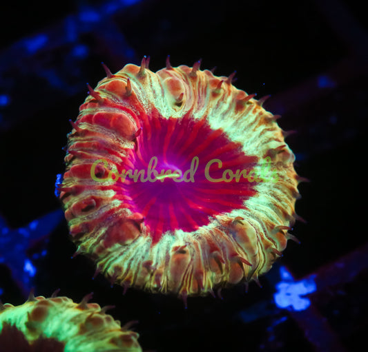 Cornbred's Golden PPE Blasto - WYSIWYG