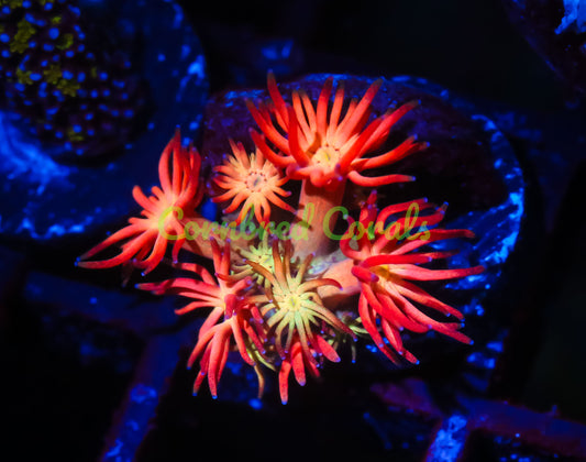 Cornbred's Fuego Goniopora - WYSIWYG