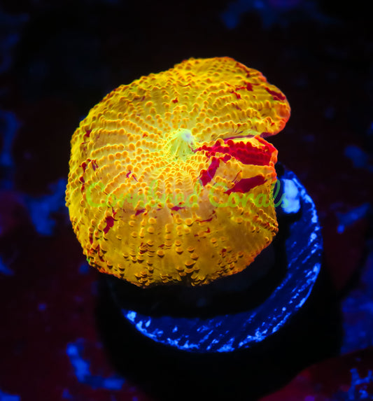 Cornbred's Firethrower Eclectus Mushroom - WYSIWYG