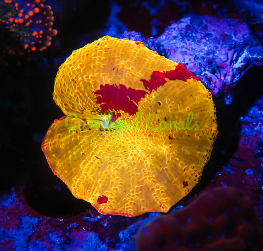 Cornbred's Firethrower Eclectus Mushroom - WYSIWYG (Copy)