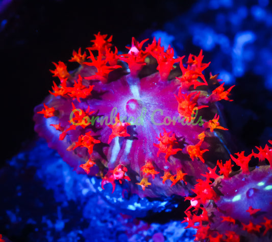 Cornbred's Flamethrower Bounce Mushroom - WYSIWYG