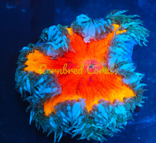 Cornbred's Inferno Rock Nem - WYSIWYG