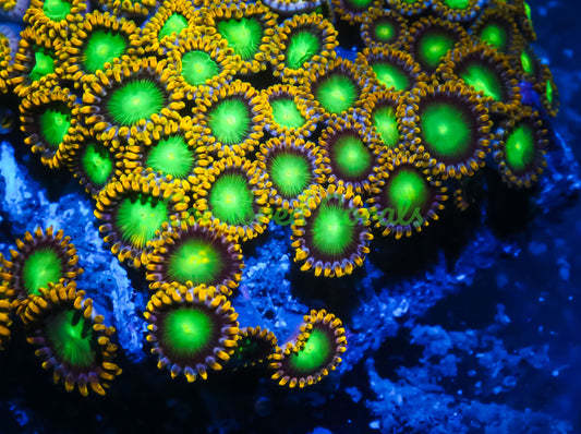 Cornbred's Radioactive Dragon Eye Zoas