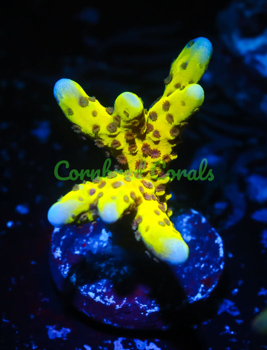 Cornbred's Incredible Hulk Digi - WYSIWYG