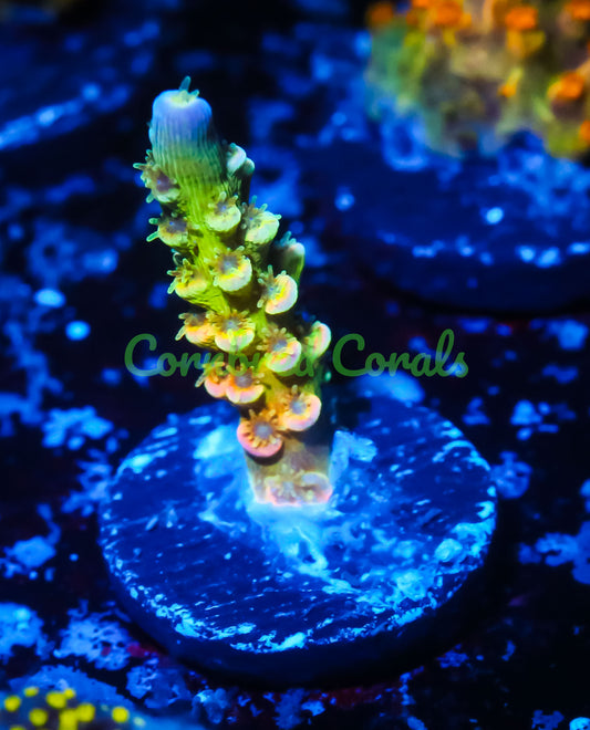 Cornbred's Rainbow Passion Acro AKA WD - WYSIWYG