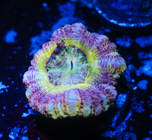 Cornbred's Pink Lemonade Acan - WYSIWYG