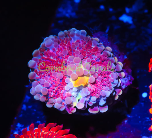 Cornbred's Pink Sugar Yuma Mushroom - WYSIWYG