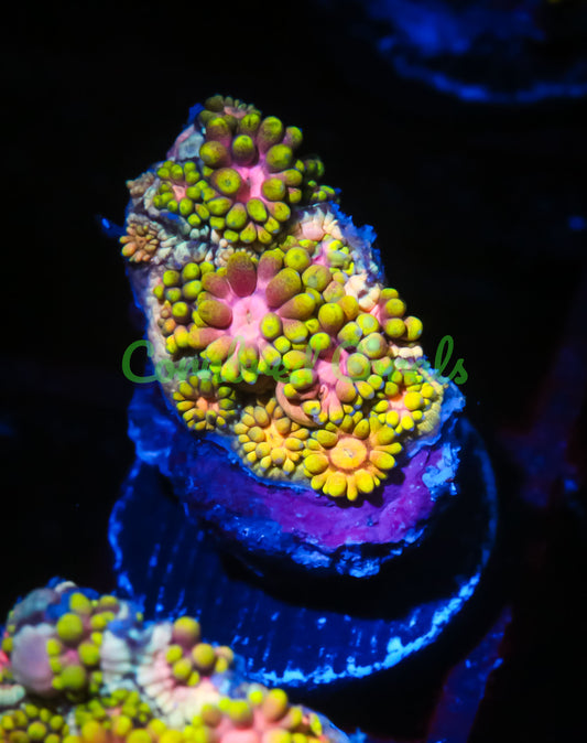 Cornbred's Solar Flare Goniopora - WYSIWYG