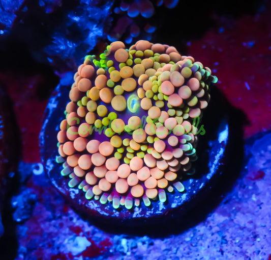 Cornbred's Summer Fruit Ricordea Mushroom - WYSIWYG
