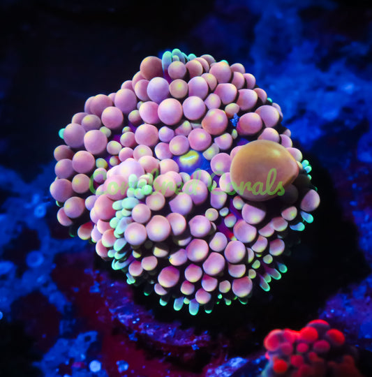 Cornbred's Bouncing Princess Peach Ricordea Mushroom - WYSIWYG