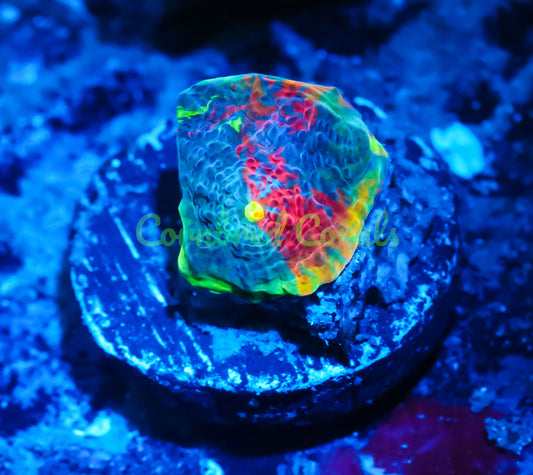 Cornbred's Rainbow Fuego Chalice - WYSIWYG