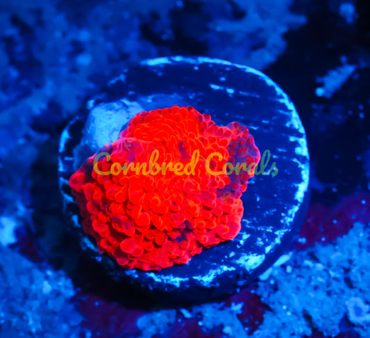 Cornbred's Deadpool Mushroom - WYSIWYG