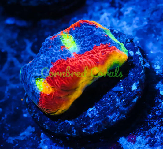 Cornbred's Rainbow Crush Chalice - WYSIWYG